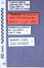 Etiketten zu Zorochros kopetdaghensis (Dolin, 1995) (NHMW-ZOO-COL-0006527)